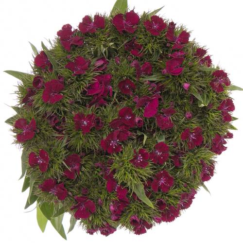 Bartnelke weinrot Sweet Will Cherry 60cm
