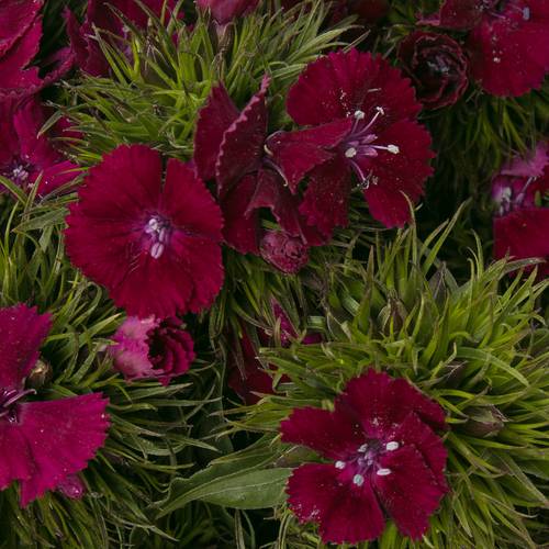 Bartnelke weinrot Sweet Will Cherry 60cm