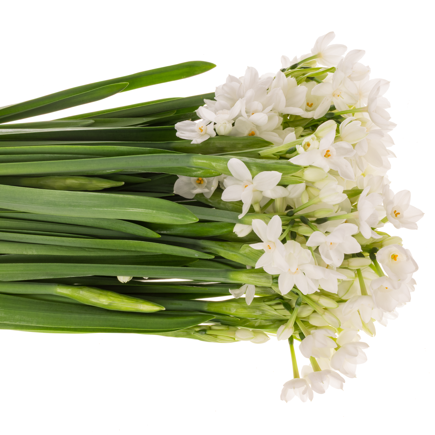 Narzisse weiss Paperwhite 45cm