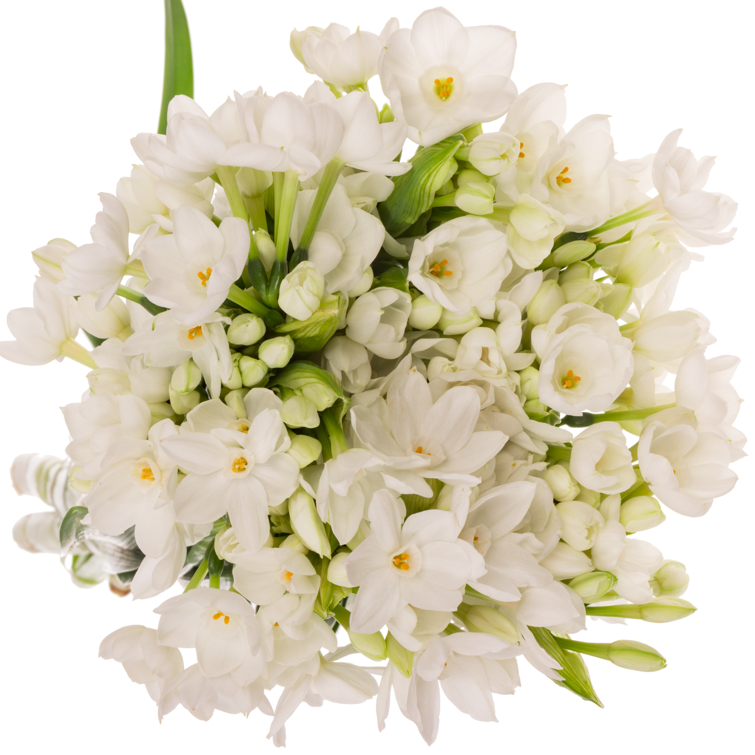 Narzisse weiss Paperwhite 45cm