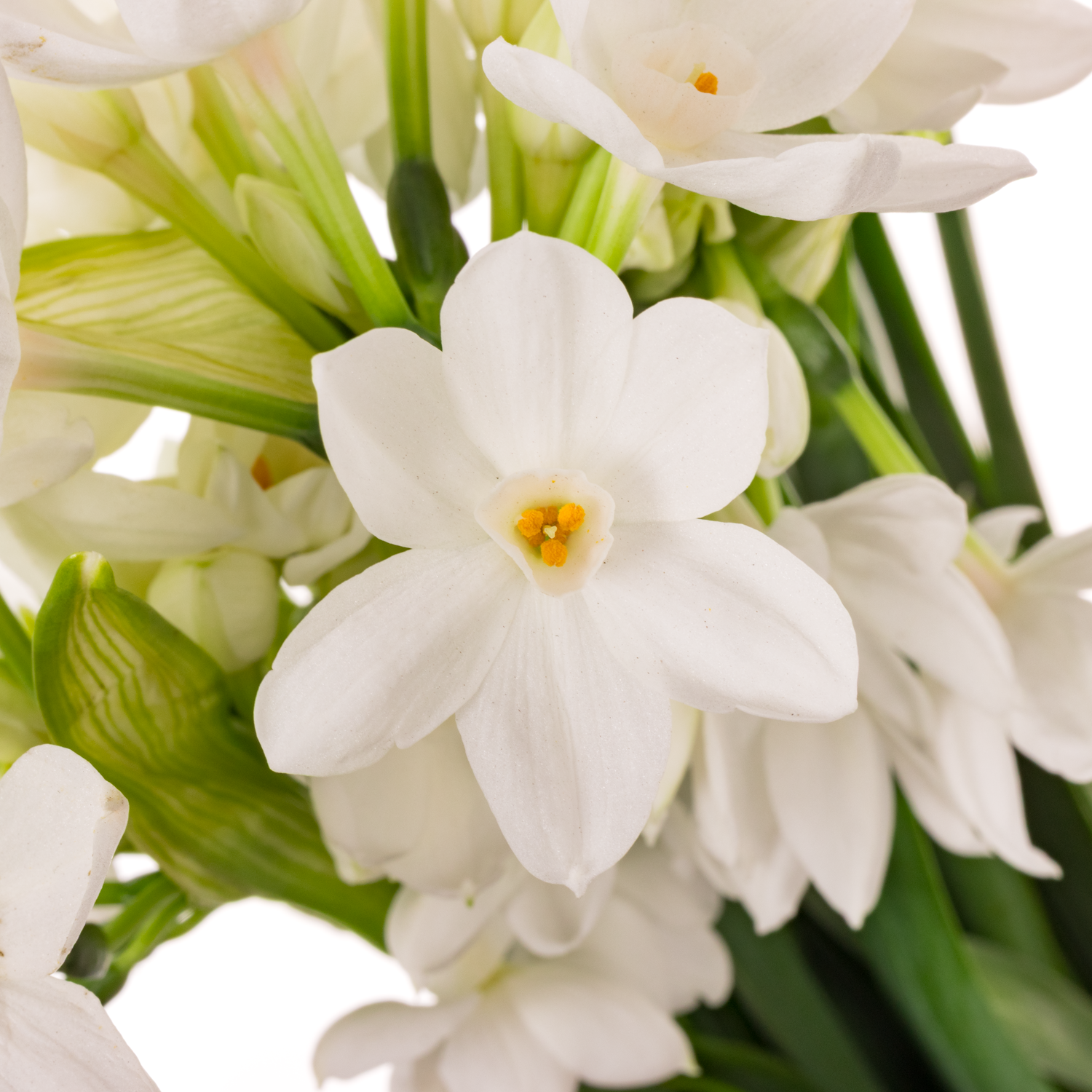 Narzisse weiss Paperwhite 45cm