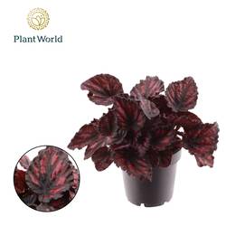 Begonie Rex Etna T12 H025