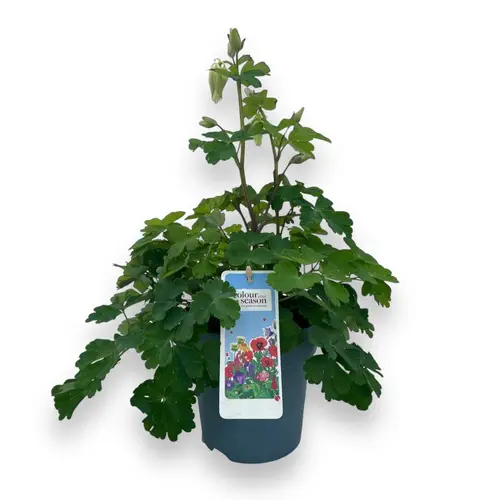 Aquilegia weiss Spring Magic T15 H040