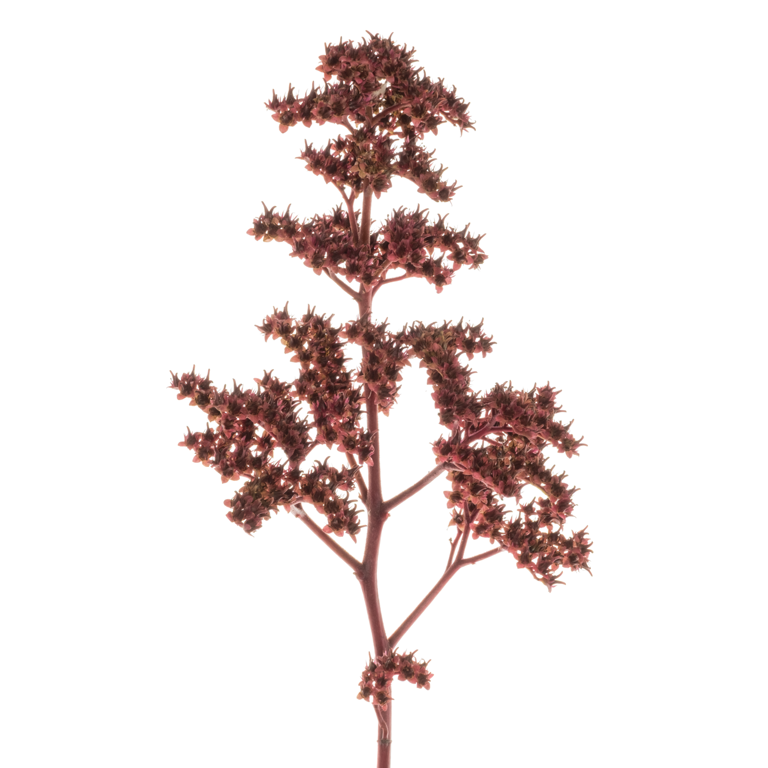 Rodgersia rot 60Gramm 65cm