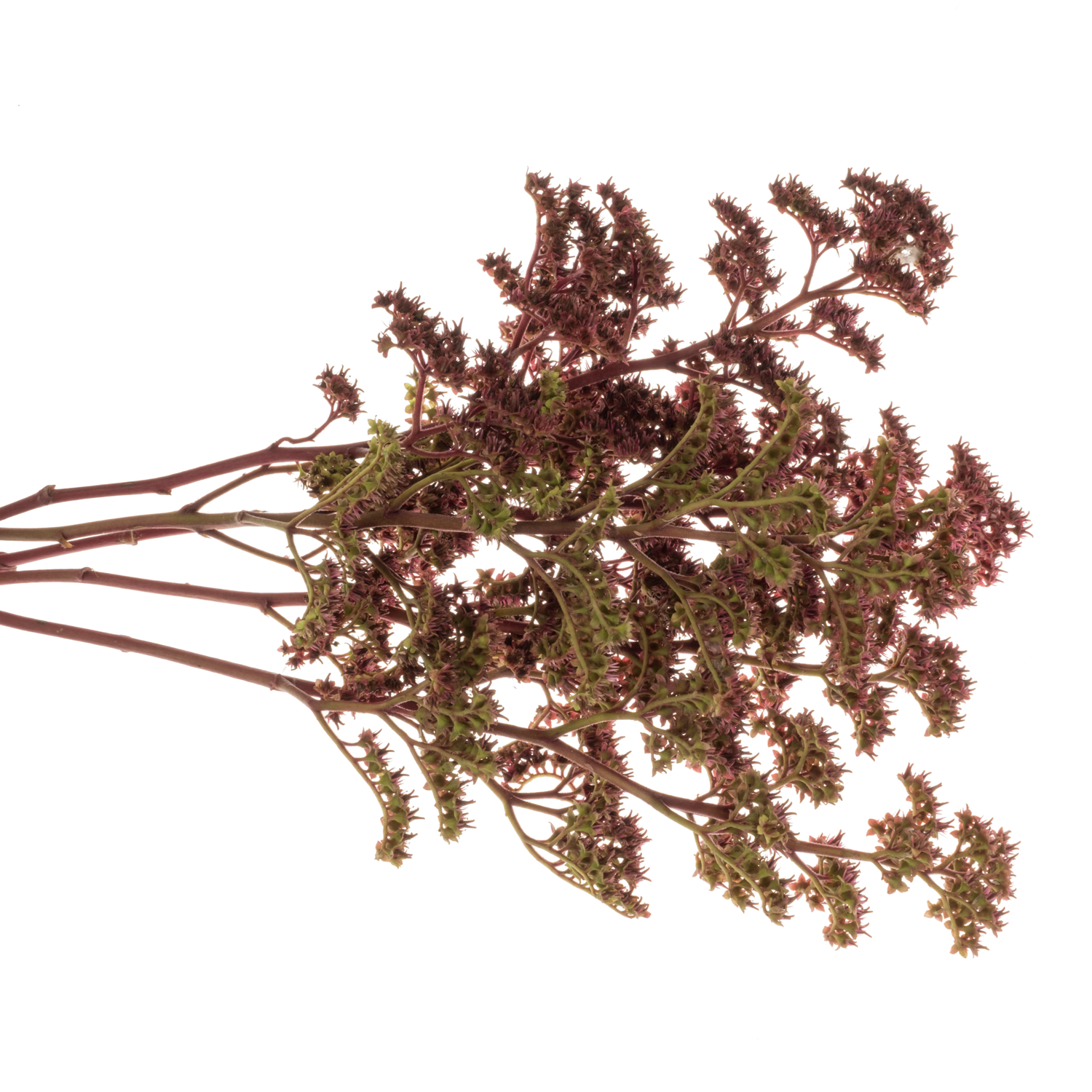 Rodgersia rot 60Gramm 65cm