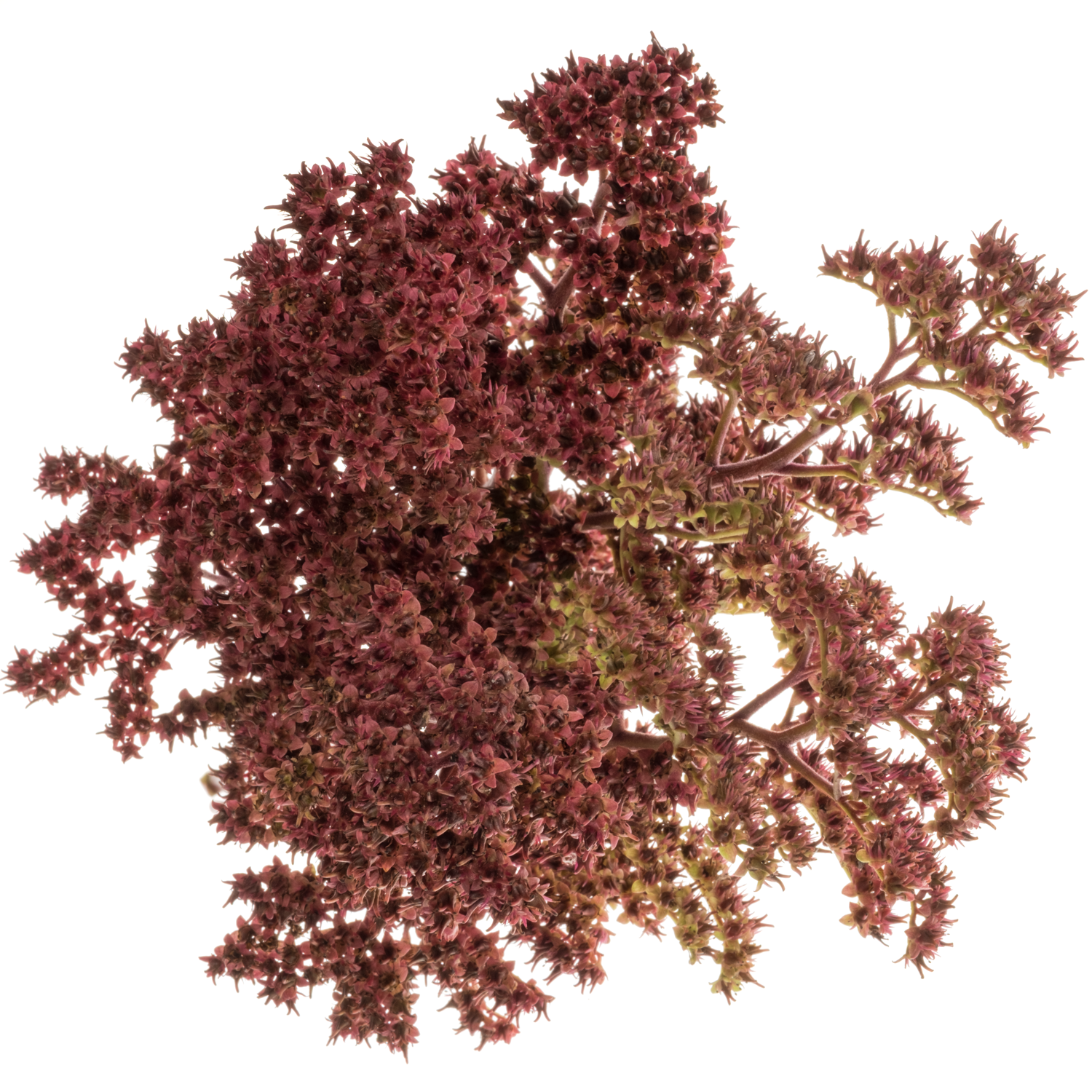 Rodgersia rot 60Gramm 65cm