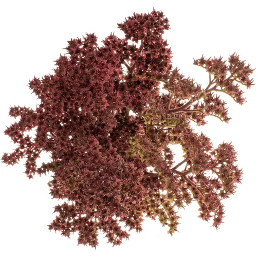 Rodgersia rot 60Gramm 65cm