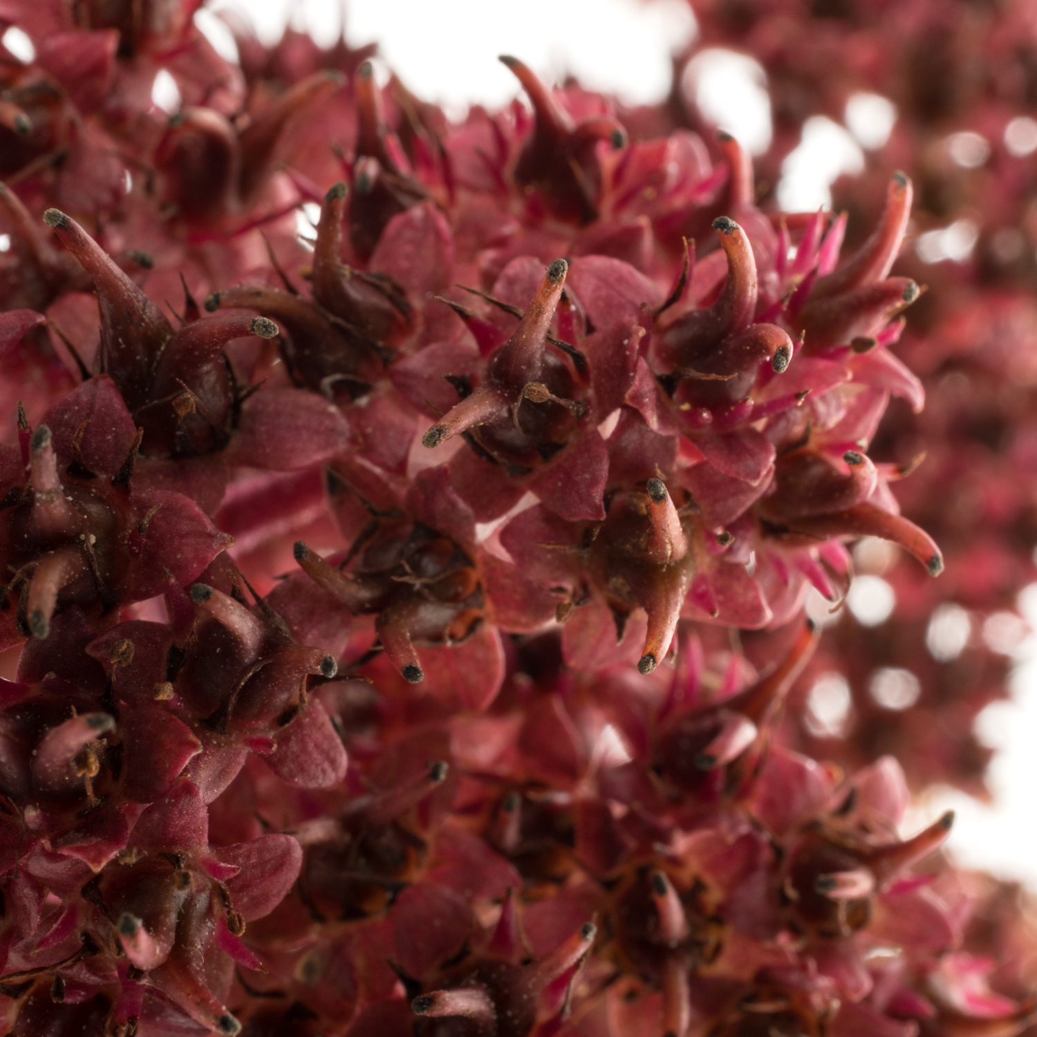 Rodgersia rot 60Gramm 65cm