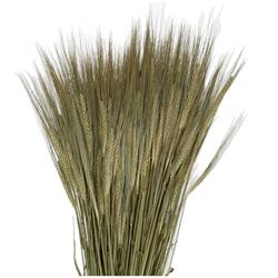 Trocken Gerste Natur L50cm