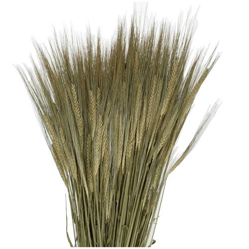 Trocken Gerste Natur L50cm