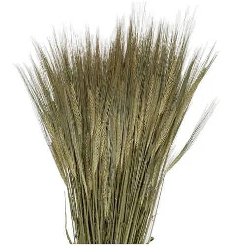 Trocken Gerste Natur L50cm