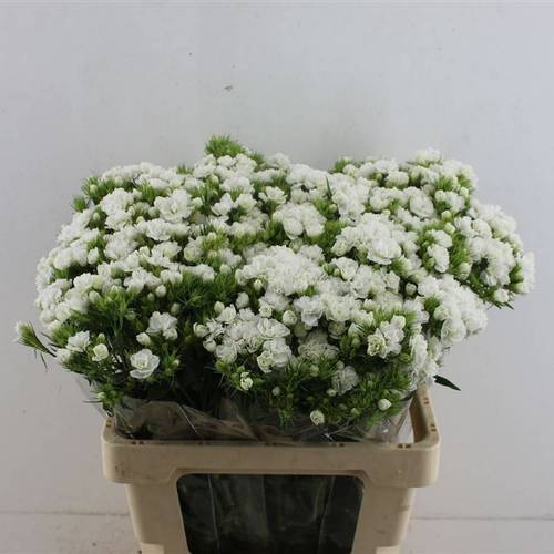 Bartnelke weiss Doblino White 55cm x10