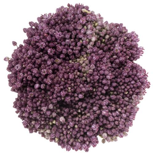 Allium pink Lady 85cm
