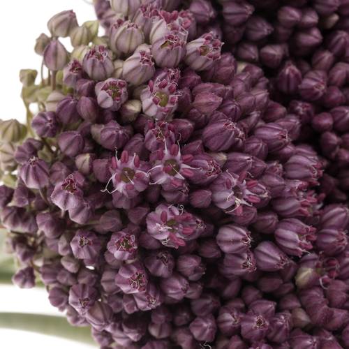 Allium pink Lady 85cm