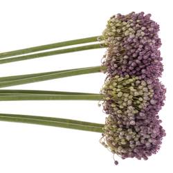 Allium pink Lady 85cm