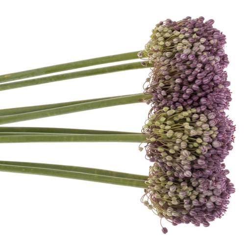 Allium pink Lady 85cm