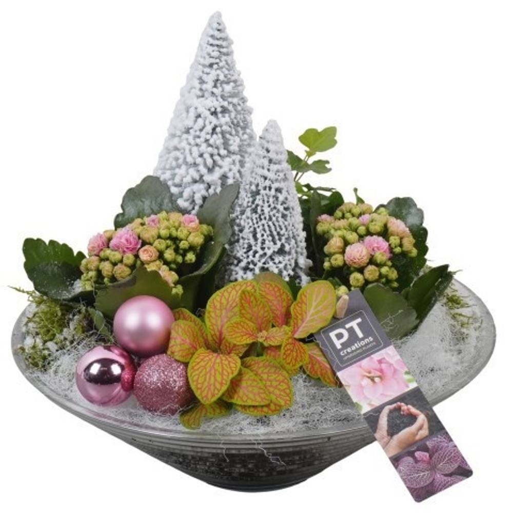 Kal.Arr PTCHP3527 Weihnachten T26 H025