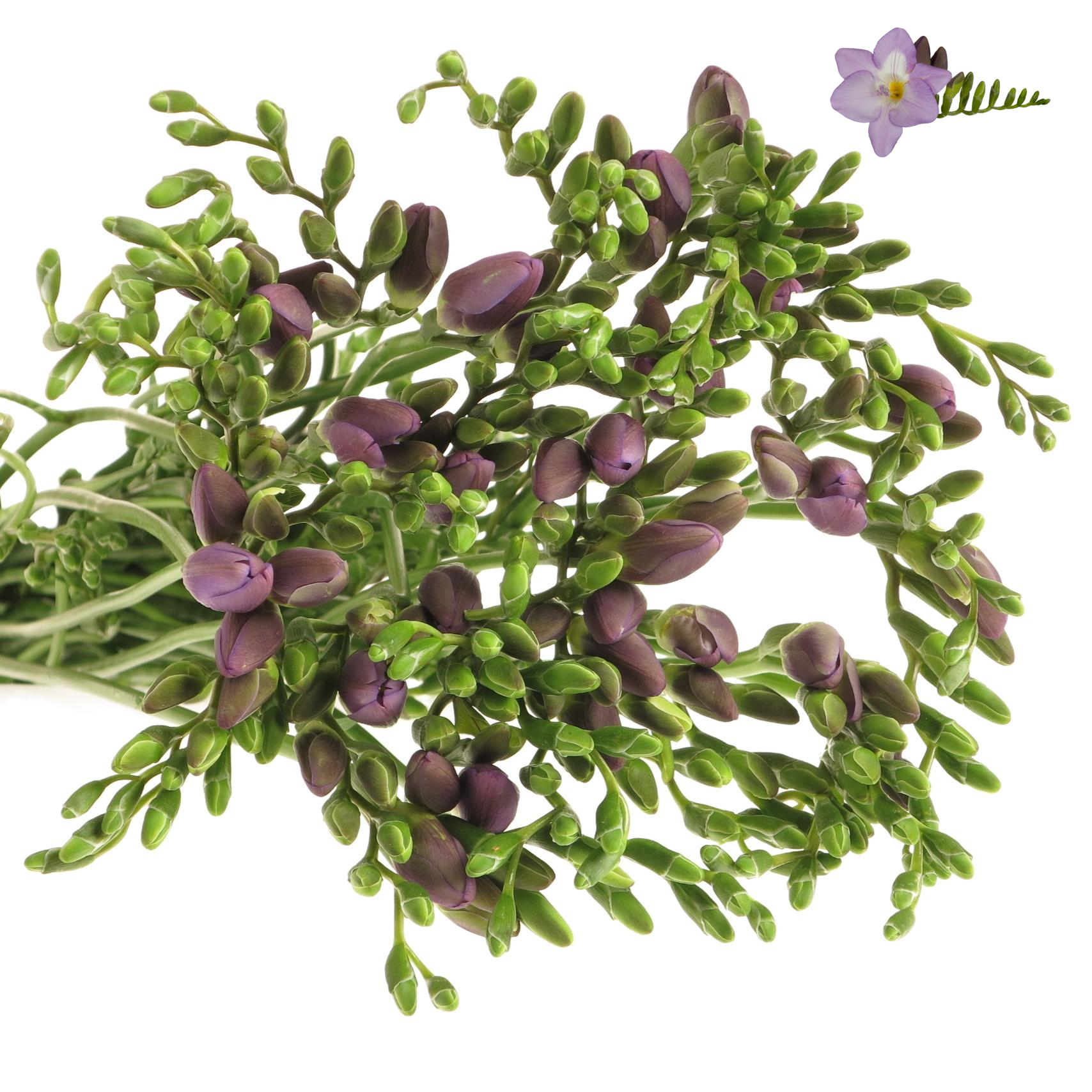 Freesie blau Indigo 24 Gramm