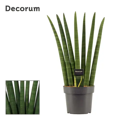 Sanseveria Cylindrica Fan T17 H055
