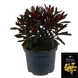 Euphorbia Miner's Merlot T19 H040
