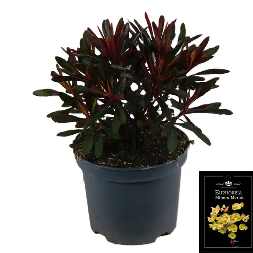 Euphorbia Miner's Merlot T19 H040