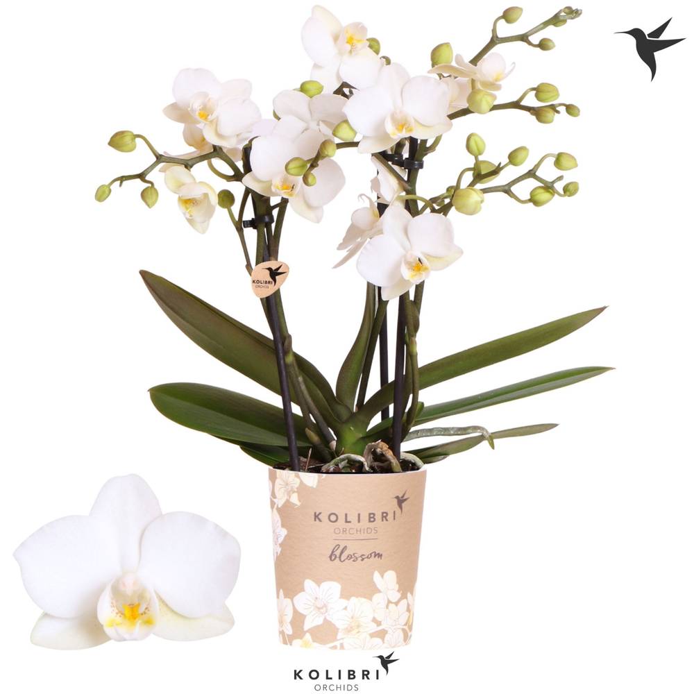 Phal.3-R creme/weiss Zurich T09 H035