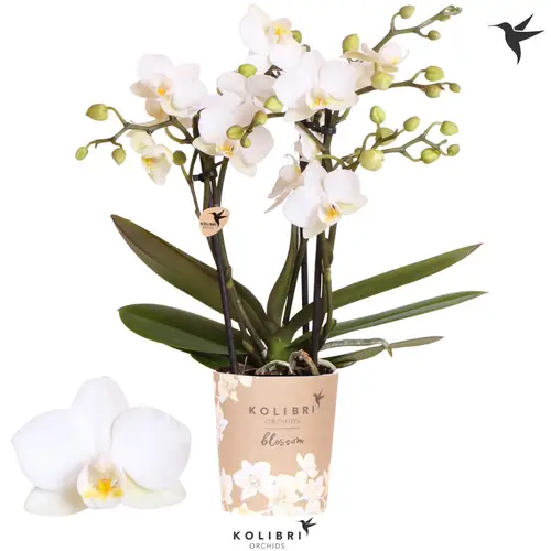 Phal.3-R creme/weiss Zurich T09 H035
