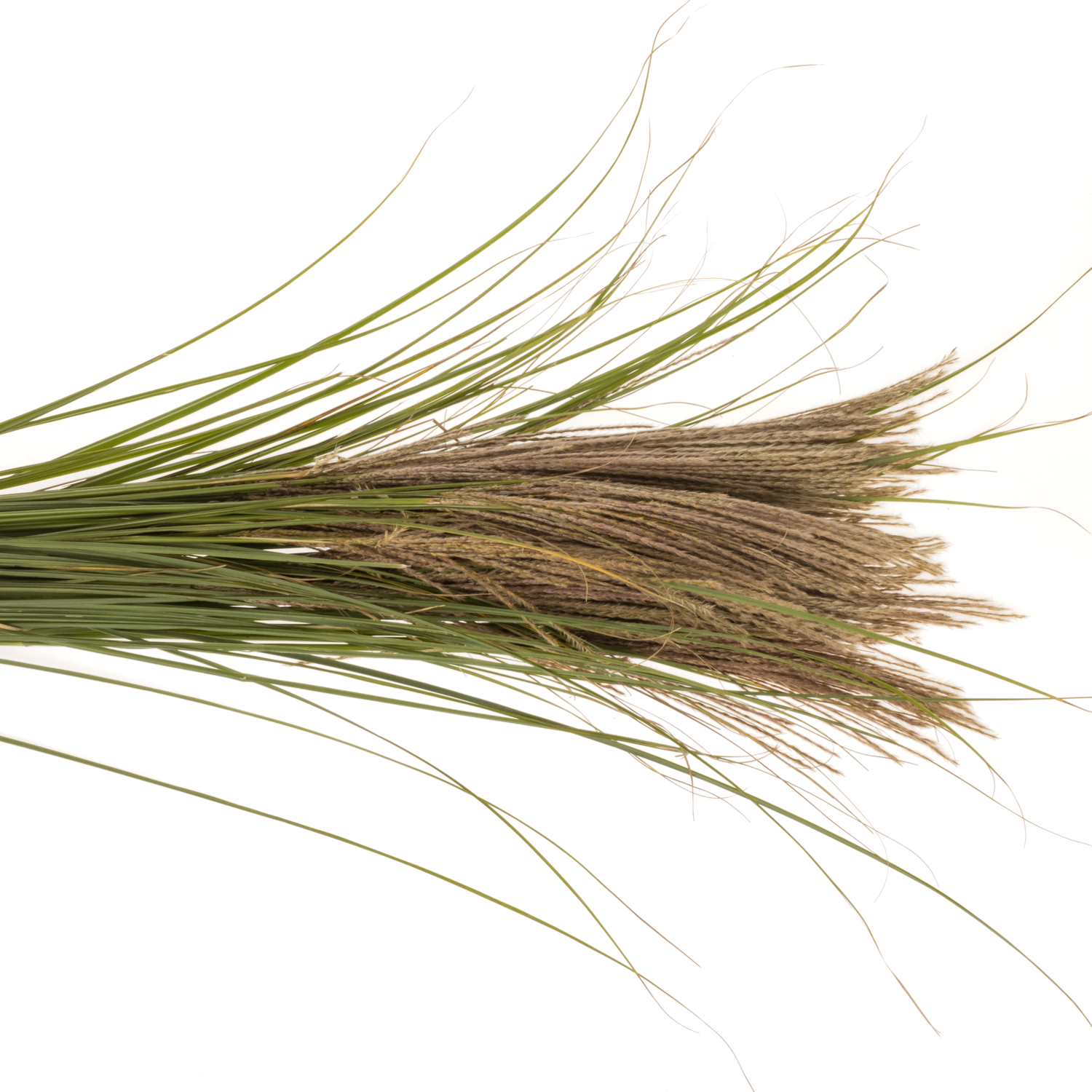 Miscanthus braun sinensis 90cm