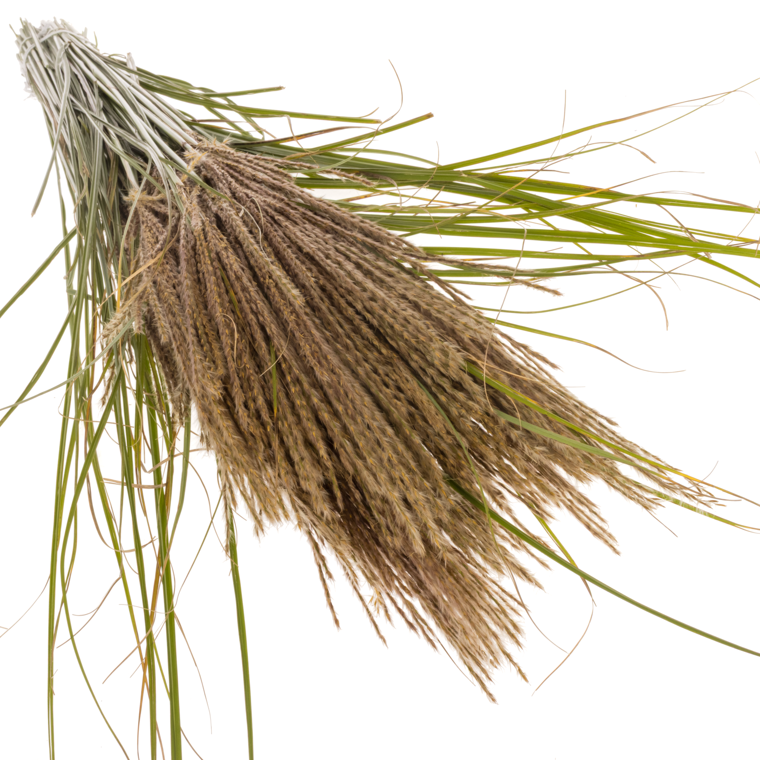 Miscanthus braun sinensis 90cm