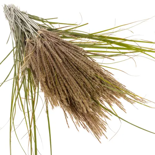 Miscanthus braun sinensis 90cm