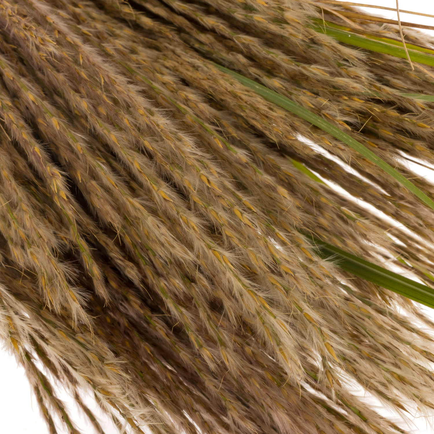 Miscanthus braun sinensis 90cm