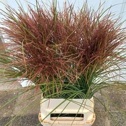 Miscanthus braun sinensis 90cm