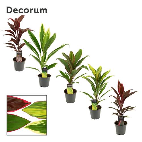 Cordyline mix T12 H40
