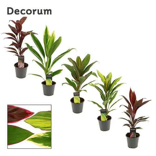 Cordyline mix T12 H40