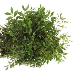 Pistazie dunkel grün Italien 60cm