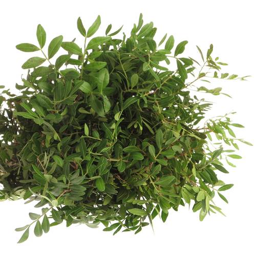 Pistazie dunkel grün Italien 60cm