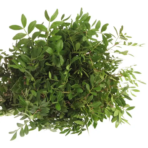Pistazie dunkel grün Italien 60cm