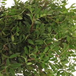 Pistazie dunkel grün Italien 60cm