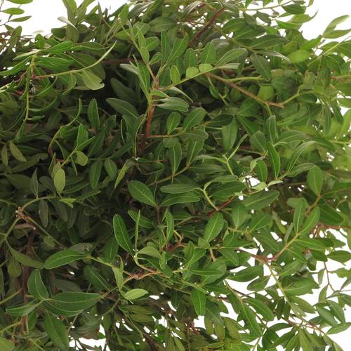 Pistazie dunkel grün Italien 60cm