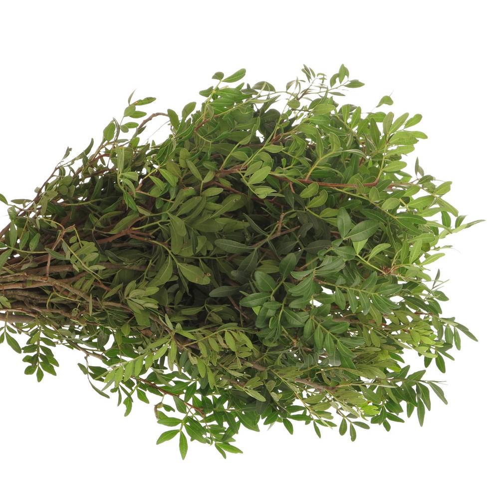 Pistazie dunkel grün Italien 60cm