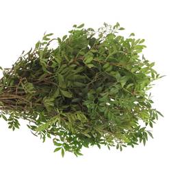 Pistazie dunkel grün Italien 60cm