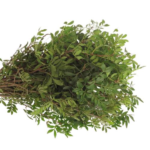 Pistazie dunkel grün Italien 60cm