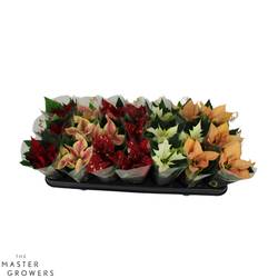 Poinsettia mix Exclusief mini 1+Blüte T06 H012