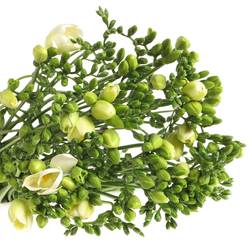 Freesie weiss gefüllt Riga 20 Gramm