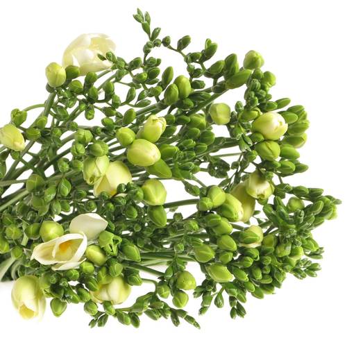 Freesie weiss gefüllt Riga 20 Gramm