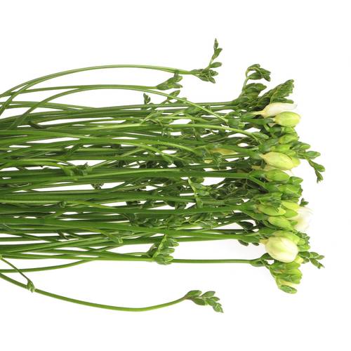 Freesie weiss gefüllt Riga 20 Gramm