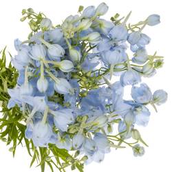 Delphinium hell blau Ballkleid Extra 70cm