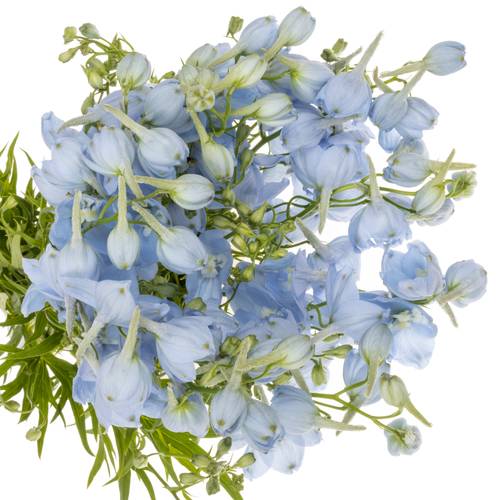 Delphinium hell blau Ballkleid Extra 70cm