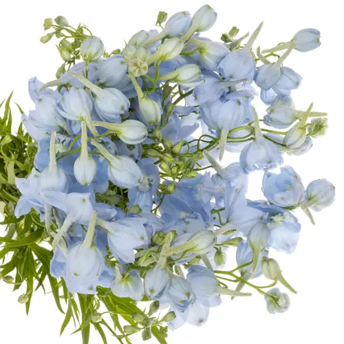 Delphinium hell blau Ballkleid Extra 70cm