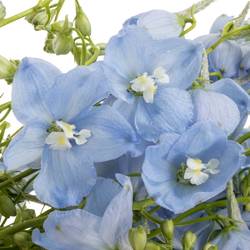Delphinium hell blau Ballkleid Extra 70cm